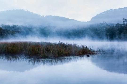 Wollemi Mist