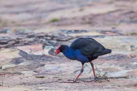 Wollemi Swamp Hen