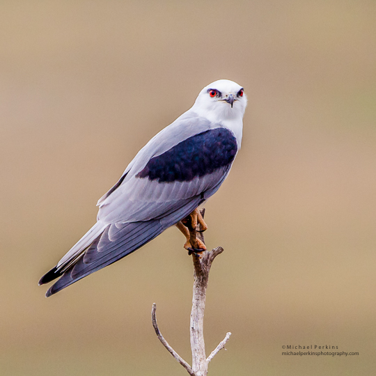 Black-shouldered Kite