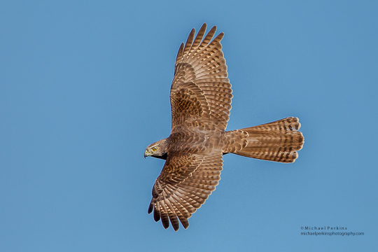 Brown Goshawk