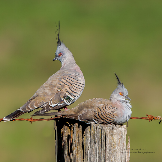 Crested Pigeon