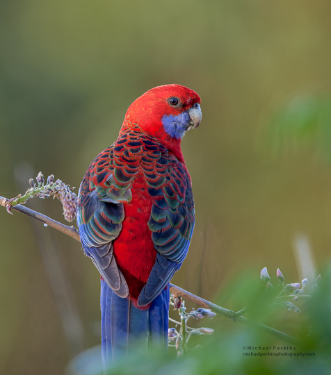 Crimson Rosella