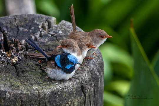 Fairy Wrens