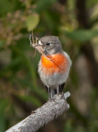 Flame Robin