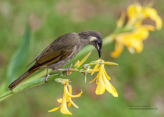 Lewins Honeyeater