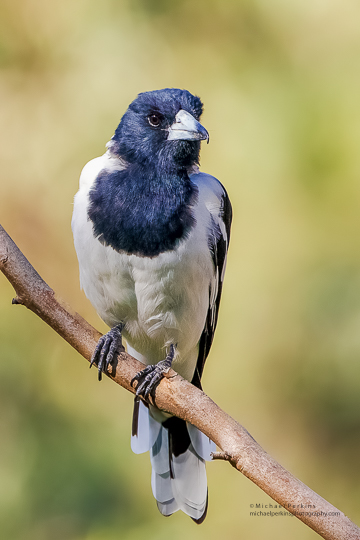 Pied Butcherbird