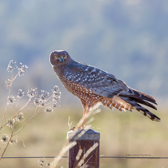 Spotted Harrier