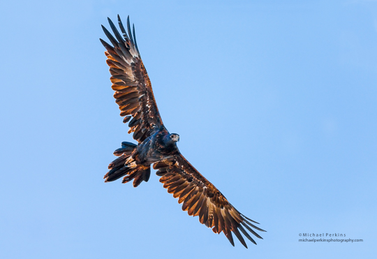 Wedge-tailed Eagle