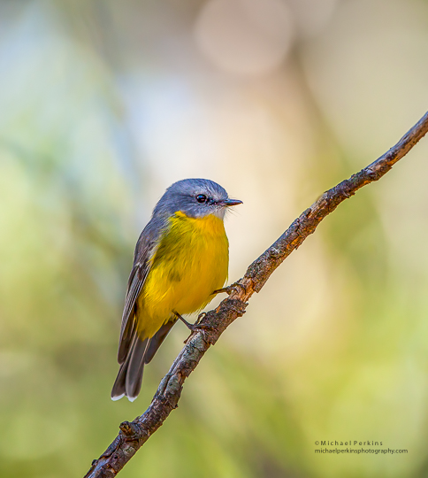 Yellow Robin