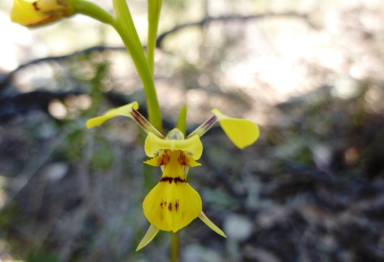 It was a bit orchid taking this photo so close to the ground.