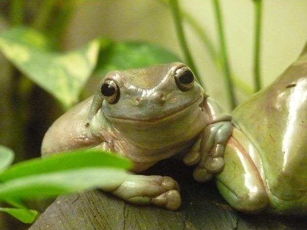 Frogs and Sunscreen | Bushwalking NSWBushwalking NSW